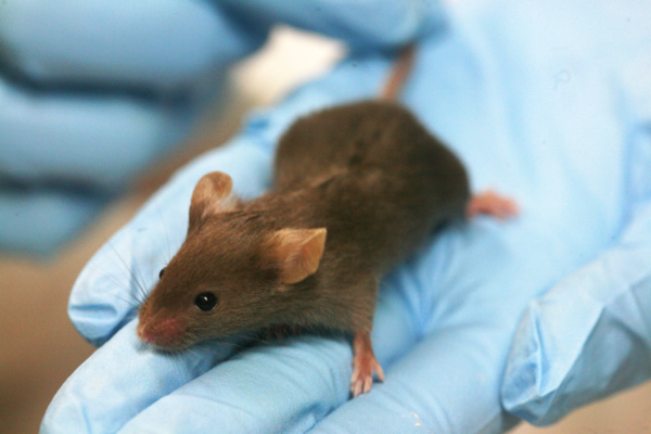 Des chercheurs parviennent à reproduire des souris sans ovocytes, une première 