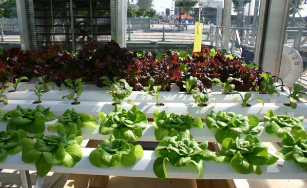 Salades, plantes aromatiques et fraises : un projet de ferme urbaine dévoilé à Lyon
