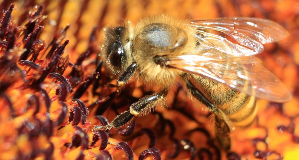 L’extinction des pollinisateurs menace 1,4 milliard d’emplois, selon un rapport
