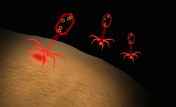 Après un siècle de règne antibiotique, les phages contre-attaquent