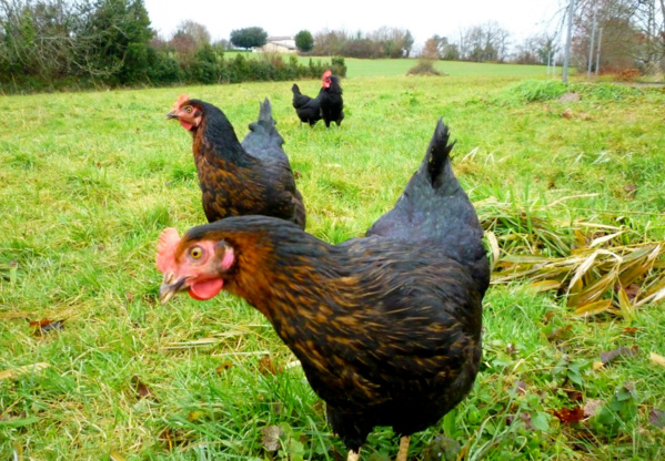 L’industrie alimentaire se détourne en masse des œufs de poules en cage