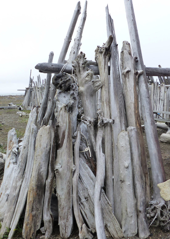 Dans la dernière mer de l'Océan Arctique, un refuge pour les morses