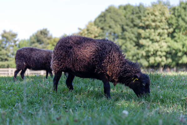 Rangez votre tondeuse, les moutons broutent votre pelouse pour deux fois moins cher