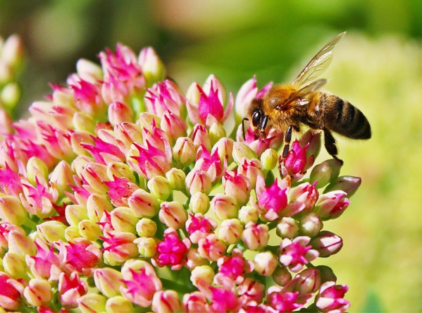 Dix solutions simples pour sauver les abeilles, espèce en voie d'extinction