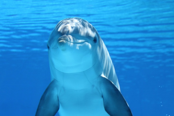 Delphinariums : l'interdiction de reproduction des dauphins et des orques maintenue
