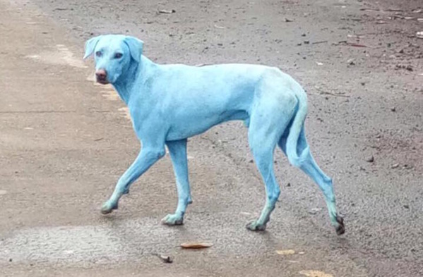 En Inde, des chiens deviennent bleus à cause d'une rivière polluée
