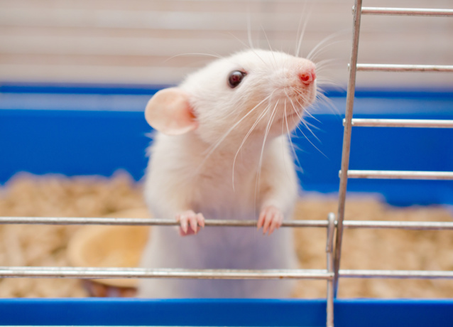 Tests sur animaux : bientôt une alternative plus fiable et éthique