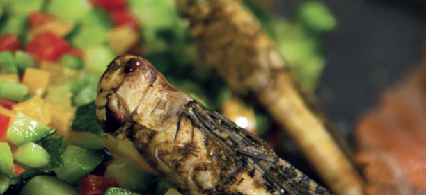 Insectes, spiruline, viande végétale: nous avons testé le repas du futur