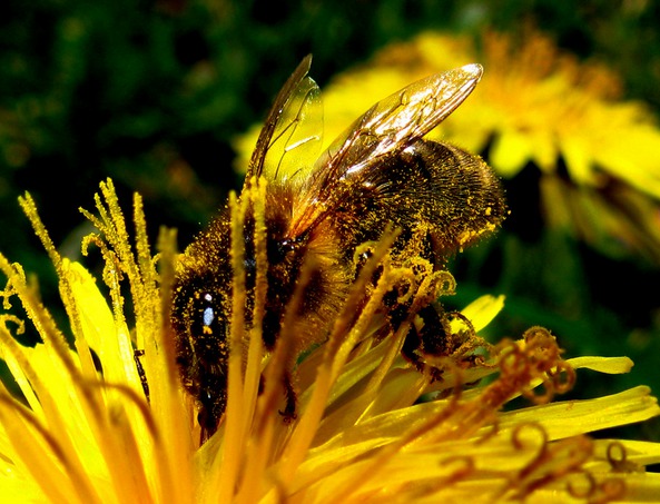 La Maison Blanche dévoile un plan pour sauver les abeilles