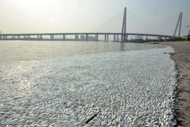 En images: après la catastrophe, des milliers de poissons morts à Tianjin