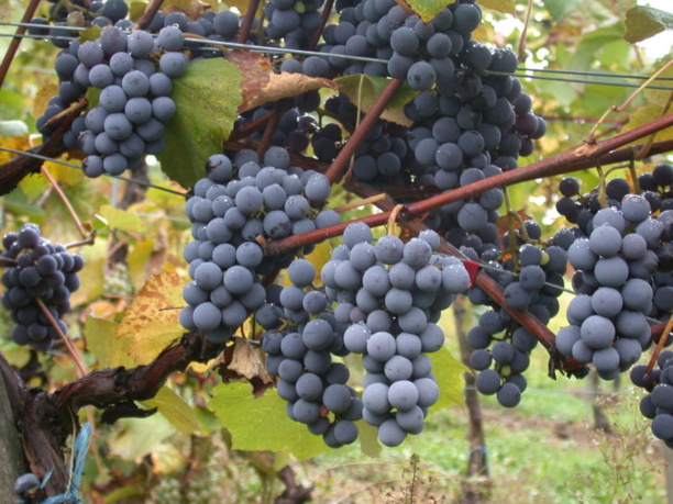 Adapter les vignobles au changement climatique, le défi du Beaujolais