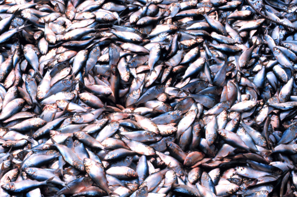 Votre thon en boîte est-il issu de la pêche durable ? Greenpeace a classé les marques