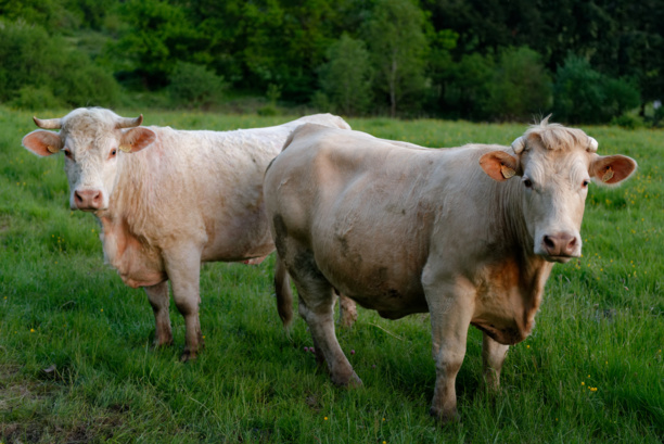 En Auvergne, des agriculteurs soignent leurs vaches avec des essences aromatiques