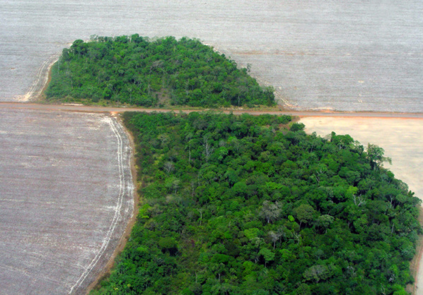 Brésil : la destruction de la forêt amazonienne a augmenté de 16 % en un an