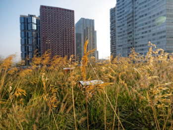 Pour lutter contre la pollution et le réchauffement, 4 projets de revégétalisation des villes 
