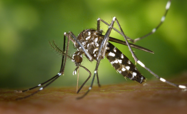 Découverte d'anticorps efficaces contre Zika et la dengue